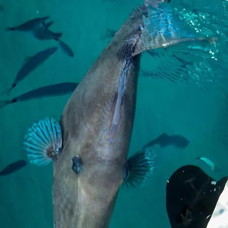 Fonny Vacation Ever דירה