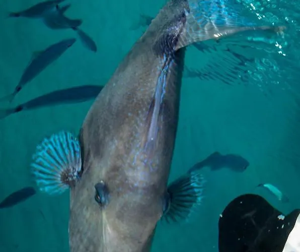 Fonny Vacation Ever Lejlighed